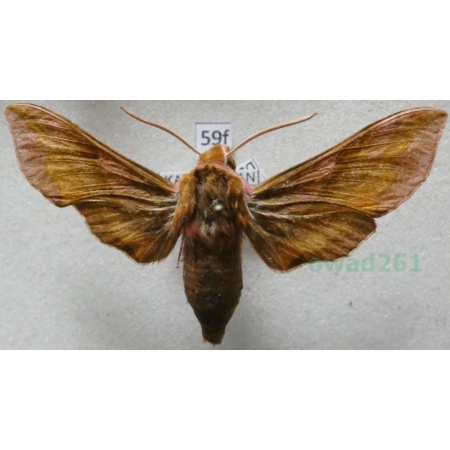 Deilephila porcellus (Linnaeus, 1758) Zmrocznik pazik Kazachstan59f